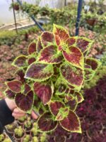 Ejder Nefesi Yaprak Güzeli (Coleus blumei) - Görsel 2