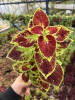 Ejder Nefesi Yaprak Güzeli (Coleus blumei) - Görsel 3