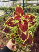 Ejder Nefesi Yaprak Güzeli (Coleus blumei)