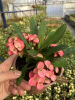 Thailand Kökenli Butterfly Princess Dikenler Tacı (Euphorbia milii) - Görsel 4