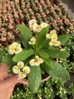 4’lü Dikenler Tacı Seti (Euphorbia milii)