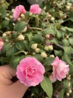 Rosaline Pembe Katlı Cam Güzeli (Impatiens walleriana)