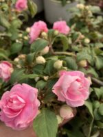 Rosaline Pembe Katlı Cam Güzeli (Impatiens walleriana) - Görsel 2