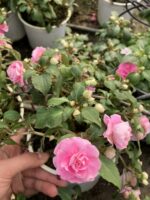 Rosaline Pembe Katlı Cam Güzeli (Impatiens walleriana) - Görsel 3