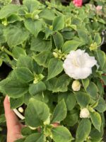 Albina Katlı Cam Güzeli (Impatiens walleriana) - Görsel 3