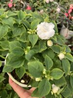 Albina Katlı Cam Güzeli (Impatiens walleriana)