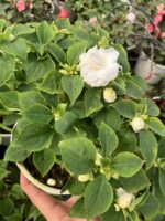 Albina Katlı Cam Güzeli (Impatiens walleriana) - Görsel 4