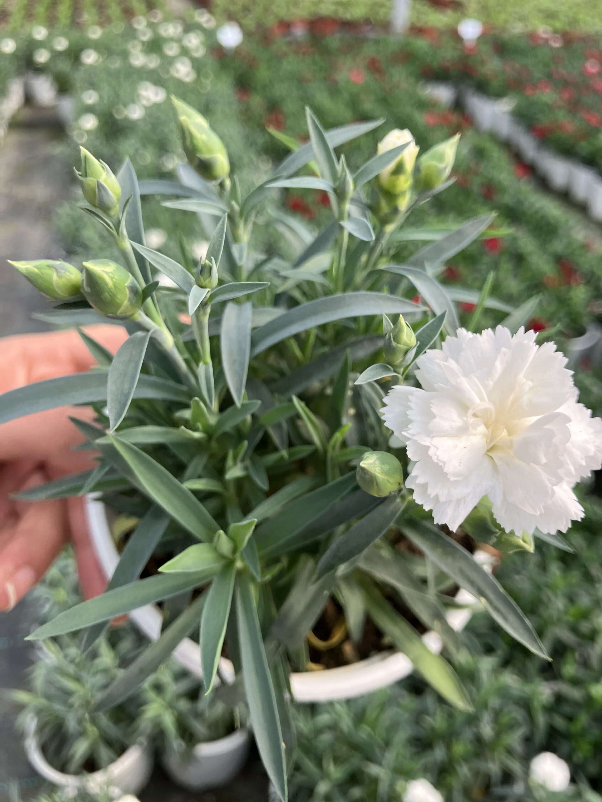 IMG_9244 White Crown Beyaz Karanfil (Dianthus caryophyllus L.) - Görsel 1