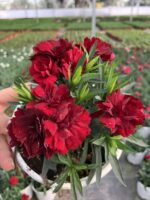 Red Kiss Kırmızı Karanfil (Dianthus caryophyllus L.) - Görsel 3