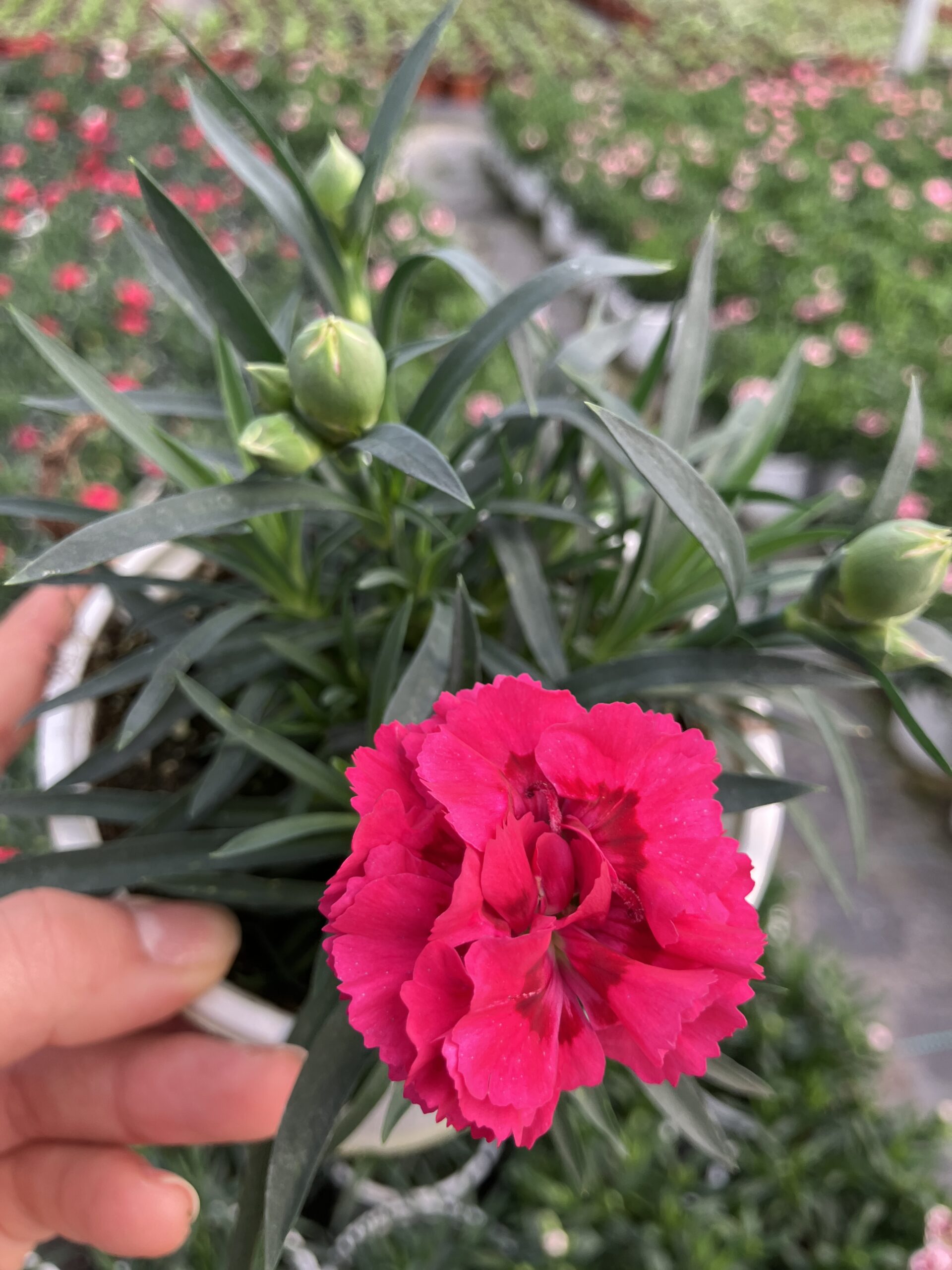 IMG_9250 Ruby Firekiss Karanfil (Dianthus caryophyllus L.) - Görsel 1