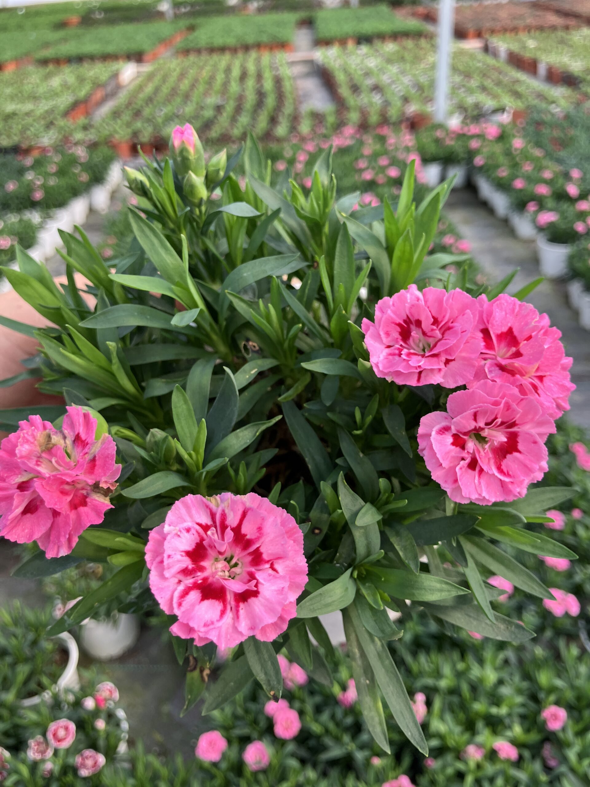 IMG_9255 Pink Voltage Karanfil (Dianthus caryophyllus L.) - Görsel 1