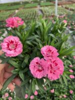 Pink Voltage Karanfil (Dianthus caryophyllus L.) - Görsel 2