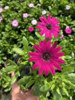 Pembe Volkan Bodrum Papatyası (Osteospermum ecklonis)