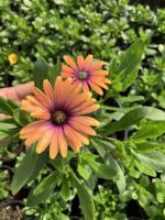 Kiremit Işığı Bodrum Papatyası (Osteospermum ecklonis) - Görsel 2