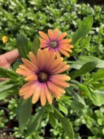 Kiremit Işığı Bodrum Papatyası (Osteospermum ecklonis)