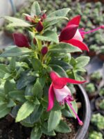 Pembe Porselen Küpeli Çiçeği (Fuchsia × hybrida) - Görsel 4