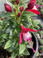 Pembe Porselen Küpeli Çiçeği (Fuchsia × hybrida) - Görsel 3