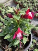 Pembe Porselen Küpeli Çiçeği (Fuchsia × hybrida) - Görsel 2