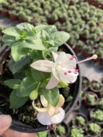 İnci Düşü Küpeli Çiçeği (Fuchsia × hybrida) - Görsel 3