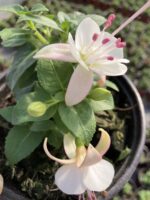 İnci Düşü Küpeli Çiçeği (Fuchsia × hybrida) - Görsel 2