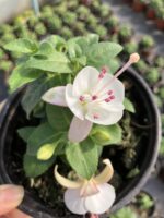 İnci Düşü Küpeli Çiçeği (Fuchsia × hybrida)