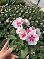 Japon Klasik Sardunya (Pelargonium × hortorum)