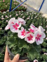 Japon Klasik Sardunya (Pelargonium × hortorum) - Görsel 2