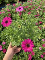 Pembe Volkan Bodrum Papatyası (Osteospermum ecklonis) - Görsel 2