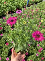 Pembe Volkan Bodrum Papatyası (Osteospermum ecklonis) - Görsel 3