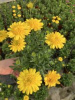 Altın Tomurcuk Katlı Bodrum Papatyası (Osteospermum ecklonis)