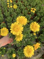 Altın Tomurcuk Katlı Bodrum Papatyası (Osteospermum ecklonis) - Görsel 2