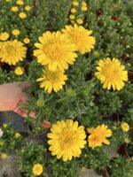Altın Tomurcuk Katlı Bodrum Papatyası (Osteospermum ecklonis) - Görsel 3