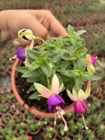9lu Çok Satanlar Küpeli Çiçeği Seti (Fuchsia × hybrida) - Görsel 8