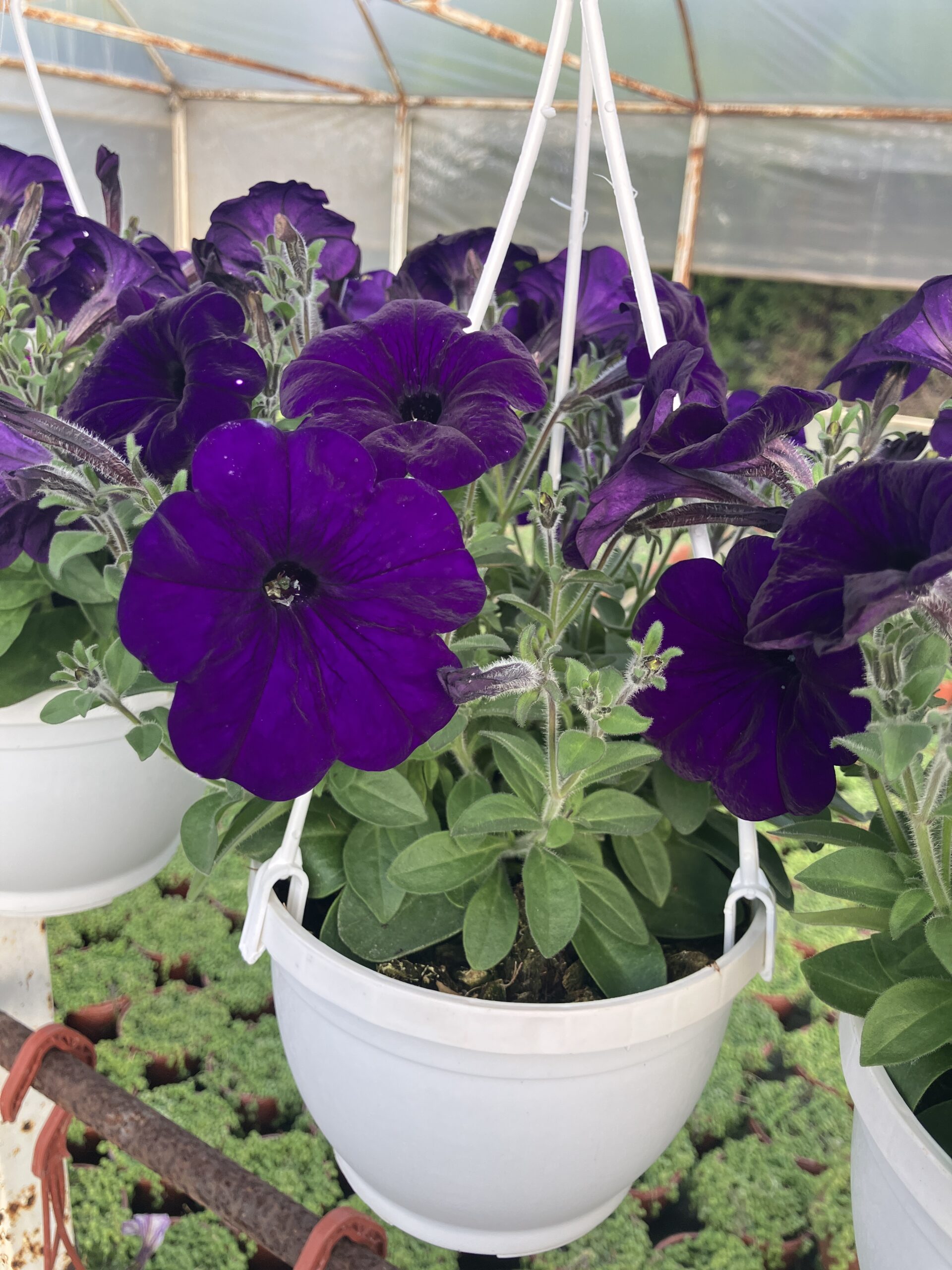 IMG_9893 Dağ Lavantası Mor Petunya (Petunia × hybrida) - Görsel 1