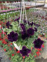 Kozmik Kadife Petunya (Petunia × hybrida) - Görsel 2