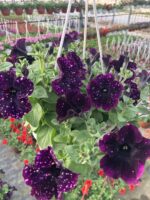 Kozmik Kadife Petunya (Petunia × hybrida)