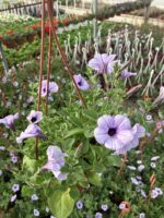 Sisli Lavanta Petunya (Petunia × hybrida) - Görsel 2