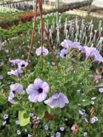 Sisli Lavanta Petunya (Petunia × hybrida)