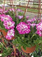 İnci Tozu Petunya (Petunia × hybrida) - Görsel 3