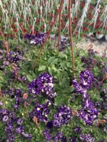 Işık Tozu Petunya (Petunia × hybrida) - Görsel 2