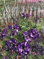 Işık Tozu Petunya (Petunia × hybrida)