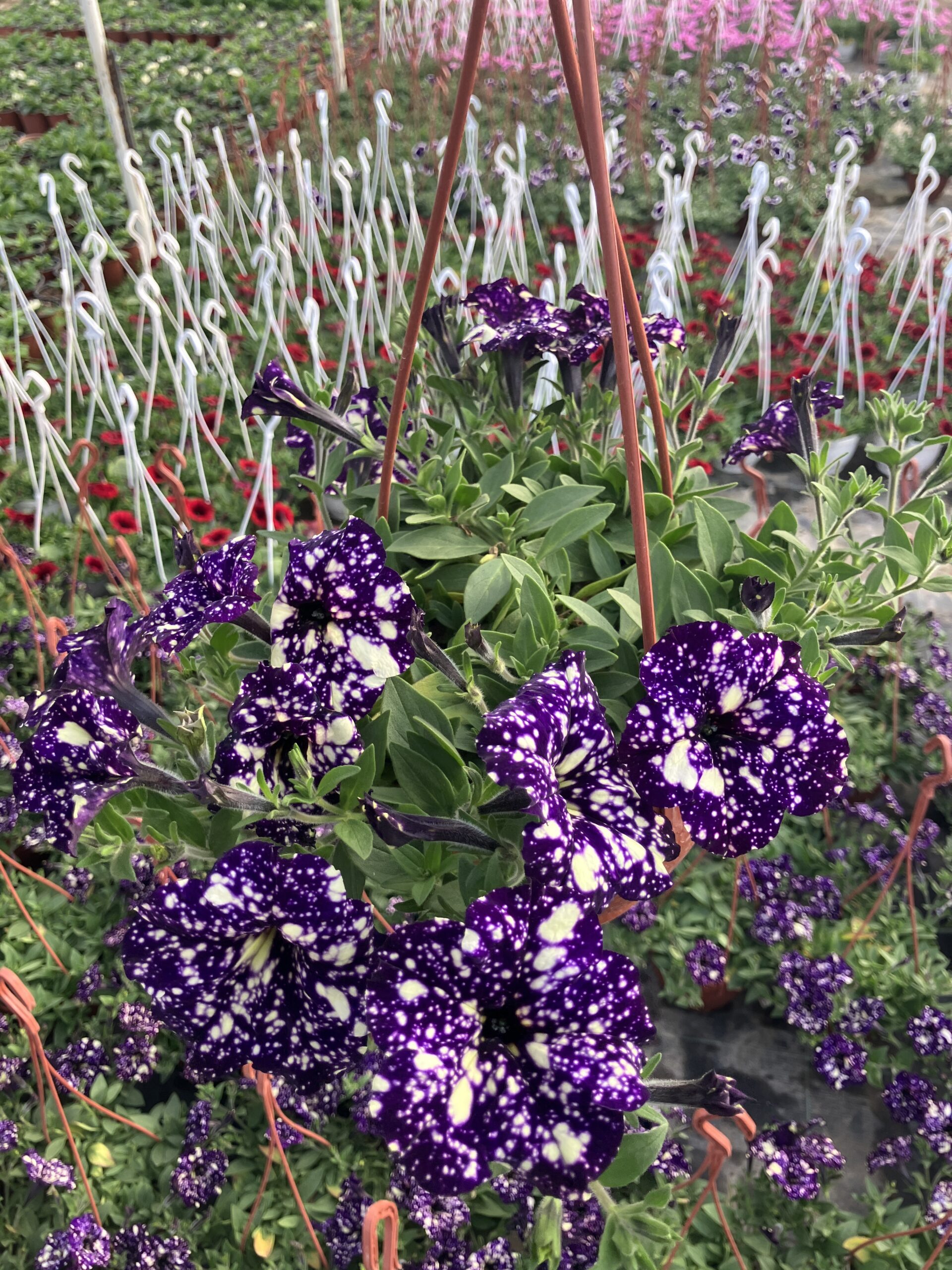 IMG_9986 Işık Tozu Petunya (Petunia × hybrida) - Görsel 1