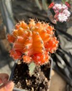 Portakal Kabuğu Ejder Meyvesi Üzerine Aşılanmış Özel Tür Kaktüs (Hylocereus spp. anaçlı) - Görsel 2