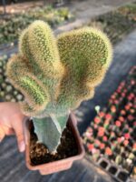 Ejder Meyvesi Üzerine Aşılanmış Özel Tür Beyin Kaktüs (Hylocereus spp. anaçlı)