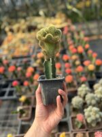 Ejder Meyvesi Üzerine Aşılanmış Özel Tür Beyin Kaktüs (Hylocereus spp. anaçlı) - Görsel 2