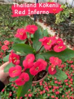 10’lu Dikenler Tacı Seti (Euphorbia milii)