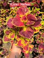 11’li Yaprak Güzeli Seti (Coleus blumei)