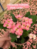 10’lu Dikenler Tacı Seti (Euphorbia milii) - Görsel 4