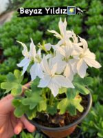 4 li  Özel Sardunya Seti (Pelargonium spp.) - Görsel 4