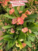 10’lu Dikenler Tacı Seti (Euphorbia milii) - Görsel 10